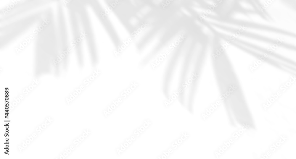Obraz premium Palm leaves natural shadow on a white wall, overlay effect for photo, mock up, product, wall art, design presentation
