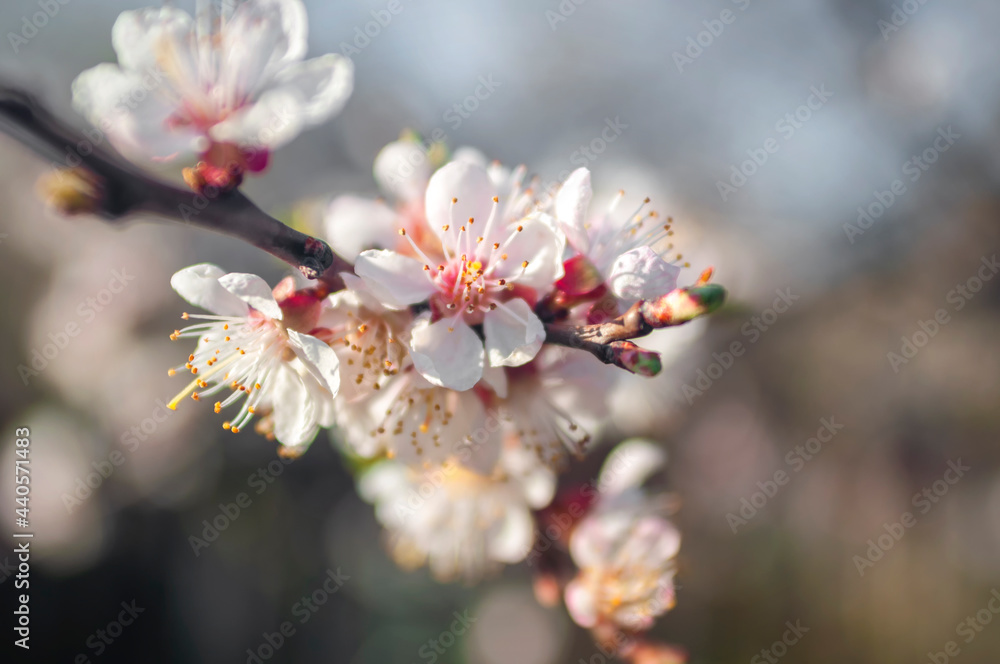Fototapeta premium blossom in spring