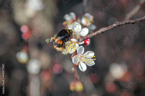 bee on flower