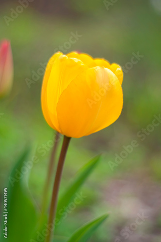 yellow tulip