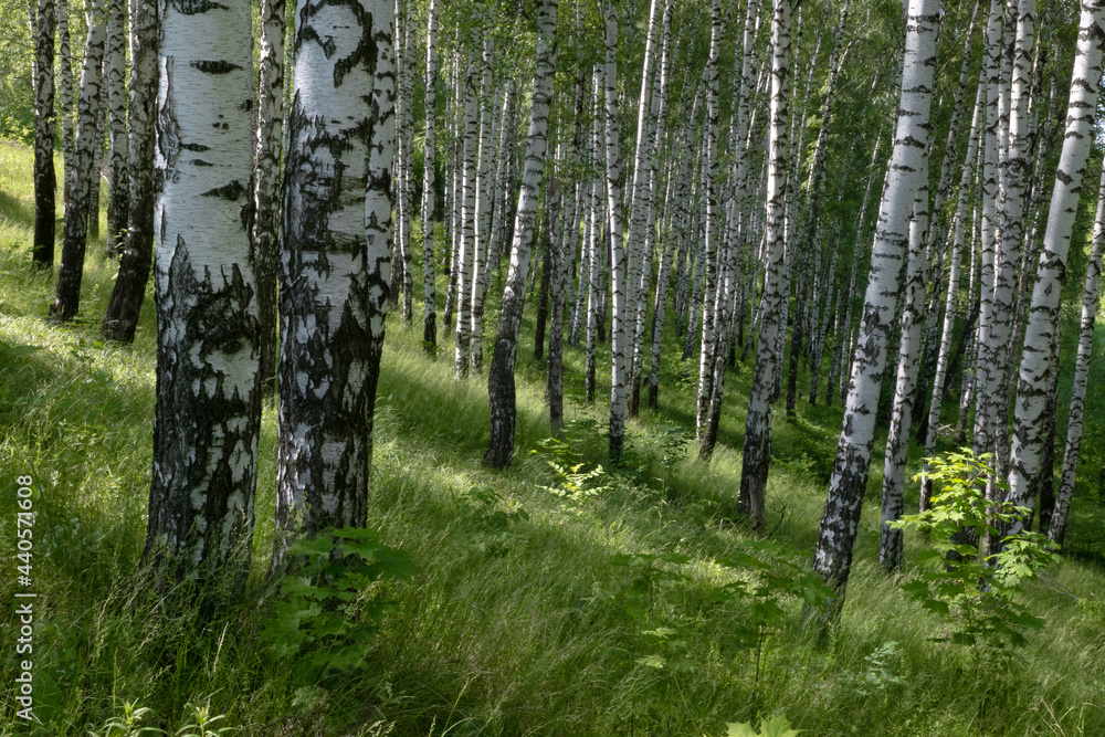 Obraz premium Spring birch grove in a sunny day.