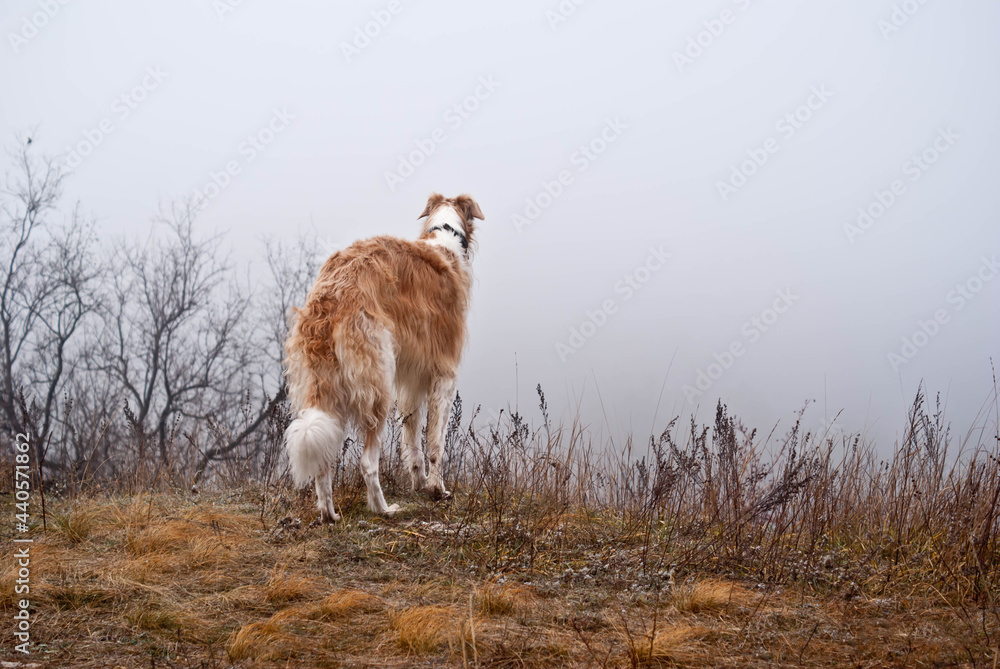Obraz premium red dog of the Russian greyhound breed stands on the edge of a cliff and looks into the fog, autumn, background