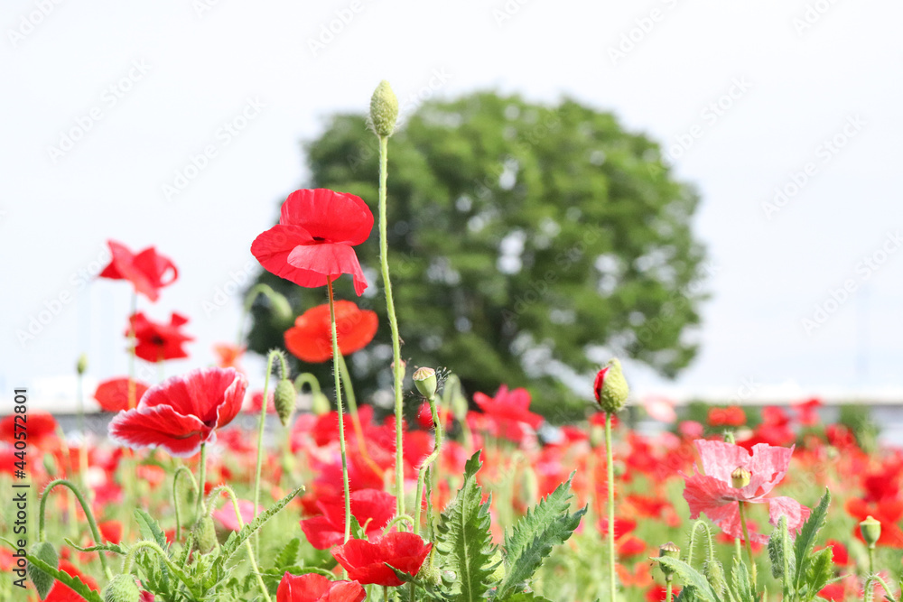 Obraz premium ポピー 赤い 草花 ガーデン 群生 大きな木 公園 森林 美しい 可憐 綺麗 さわやか 春