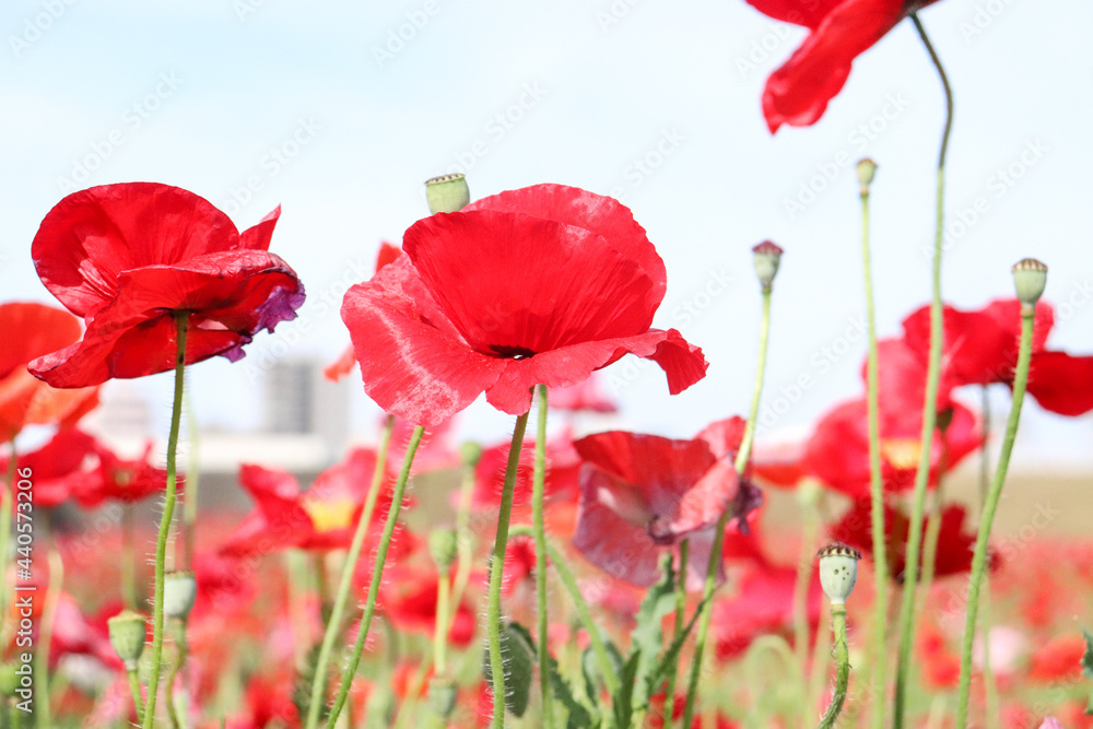 Obraz premium ポピー 赤い花 群生 花畑 ガーデン 春 グリーン 蕾 自然 レッド 美しい 可憐 綺麗 さわやか 満開