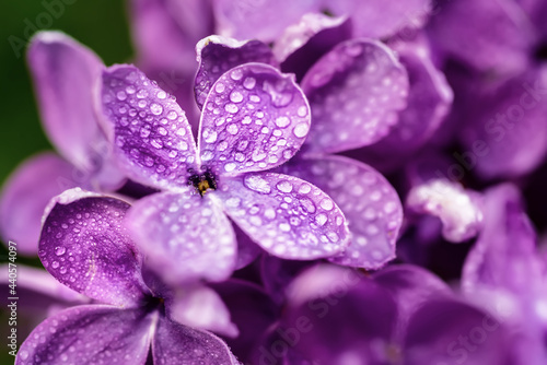 Lilac flowers macro