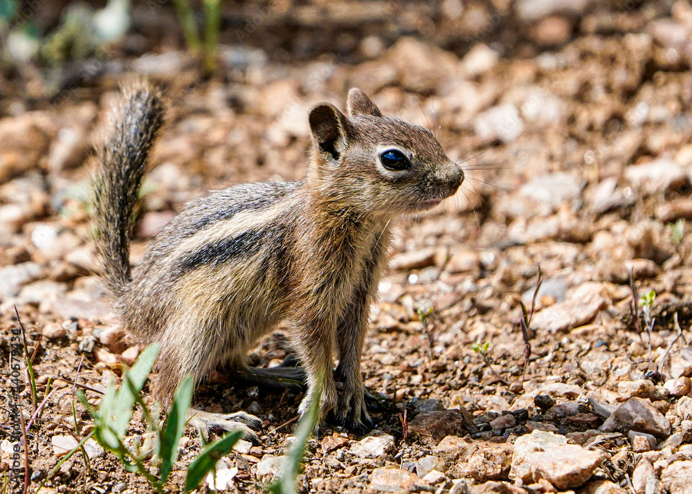 chipmunk on the ground