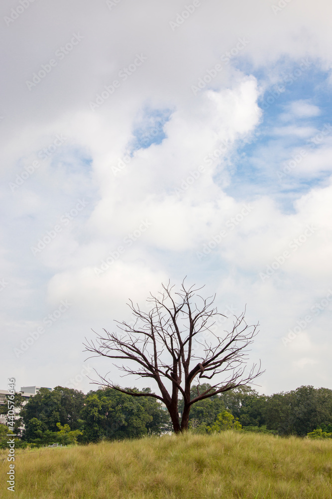 Fototapeta premium The Lone Tree in Jurong Lake Gardens Singapore. It is a sculpture inspired by the industrial origins of Jurong, and is made from recycled iron reinforcement bars salvaged from old park pathways. 