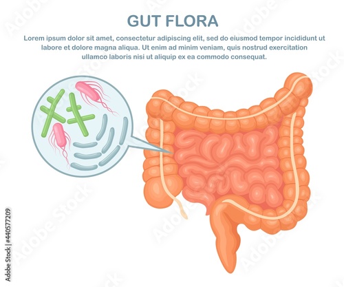 Intestines, guts flora on white background. Digestive tract with bacteria, virus. Colon, bowel. Vector illustration