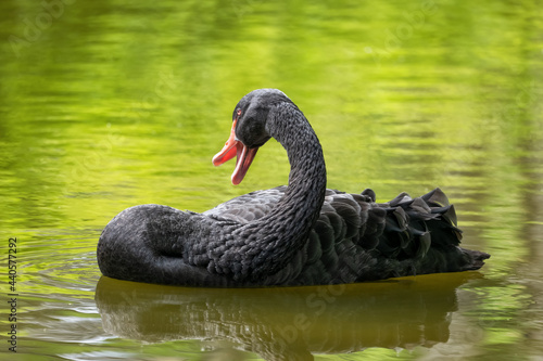 Black Swan In The Lake