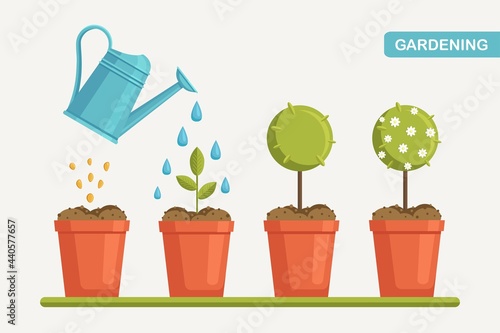 Growth of plant in pot, from sprout to flower. Planting tree. Seedling gardening plant. Timeline. Vector illustration