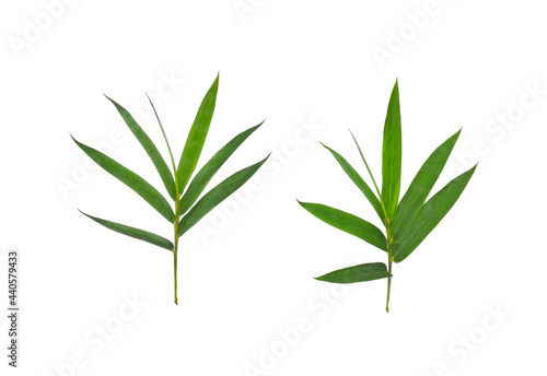 Bamboo leaf green isolated on white background