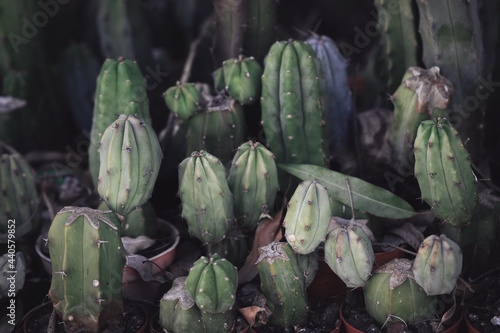 San Pedro cactus plant in nursery, dark background