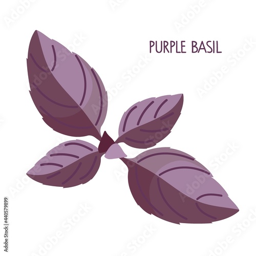 Purple Basil. Fresh leaves organic vegetable isolated on white background. Overhead view. Flat design style for menu, cafe, restaurant, poster, banner, emblem. Ingredient for various meals in cooking