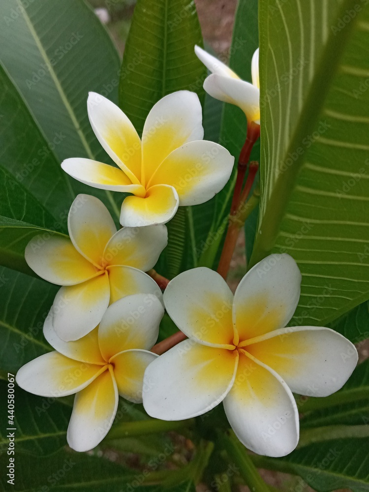 Fototapeta premium frangipani plumeria flower. 