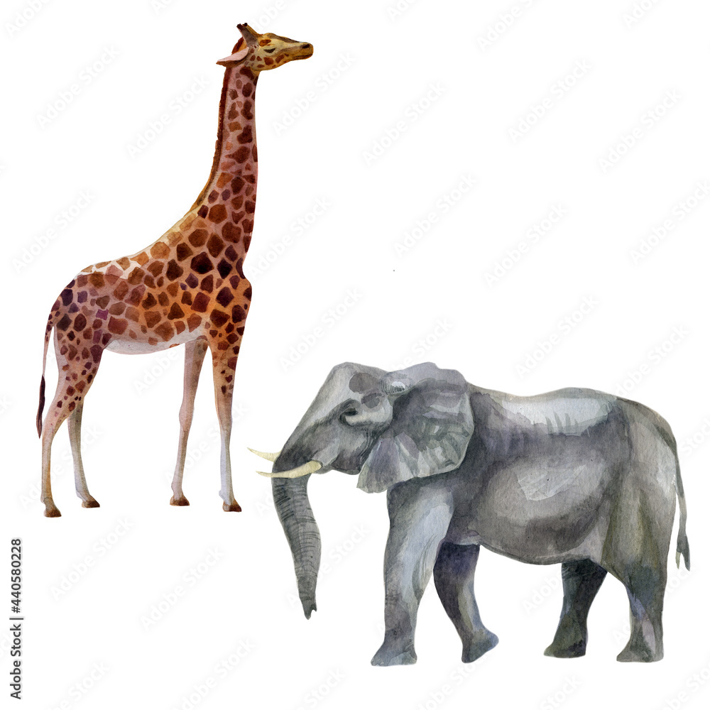 Obraz premium Watercolor illustration, set african tropical animals hand-drawn in watercolor. Elephant, giraffe.
