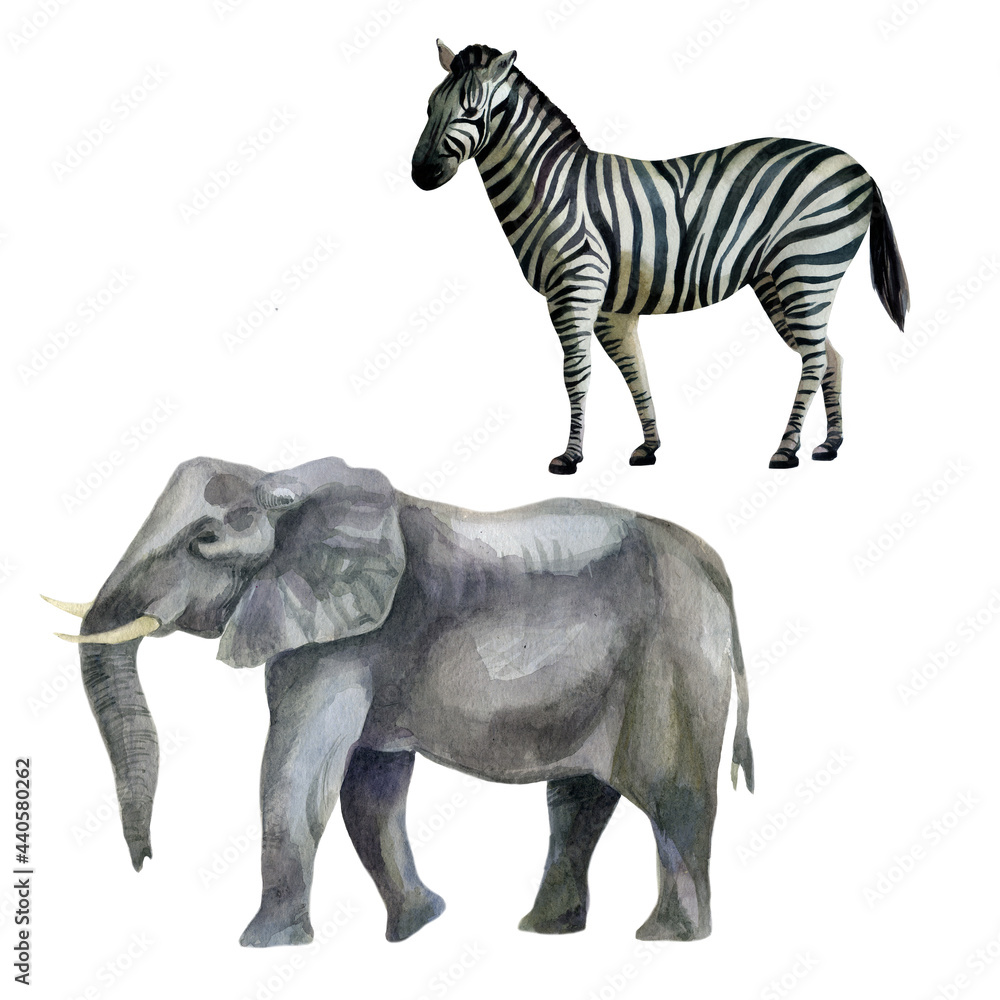 Fototapeta premium Watercolor illustration, set. African tropical animals hand-drawn in watercolor. Zebra, elephant.