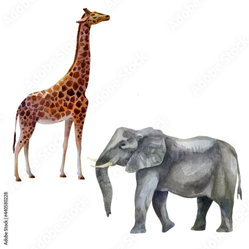Fototapeta Naklejka Na Ścianę i Meble -  Watercolor illustration, set african tropical animals hand-drawn in watercolor. Elephant, giraffe.