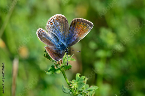 female Common blue / weiblicher Hauhechel-Bläuling (Polyommatus icarus) photo