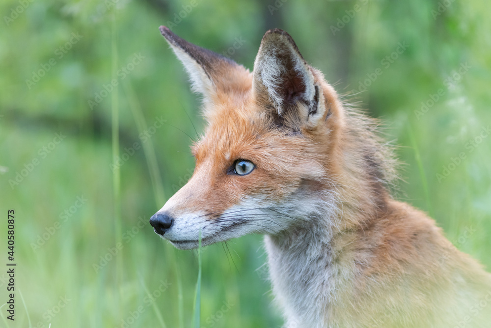 Head of a red fox Vulpes vulpes on a green background