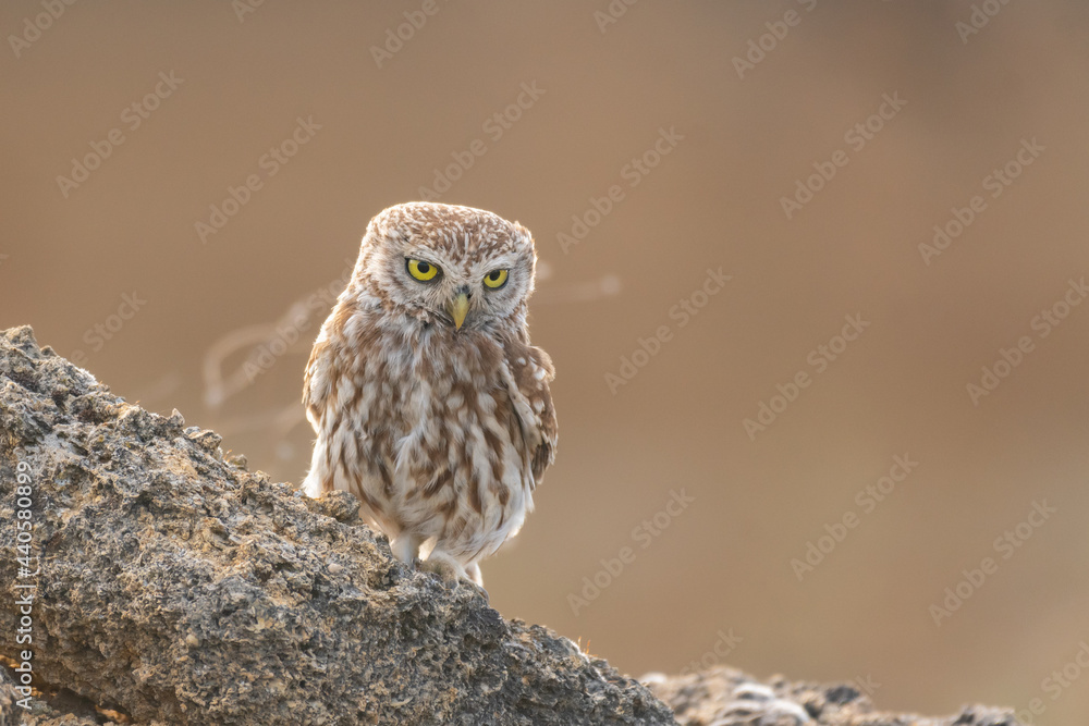 Bird Little owl Athene noctua sitting on a stone and looks forward Bird Little owl Athene noctua sitting on a stone and looks forward
