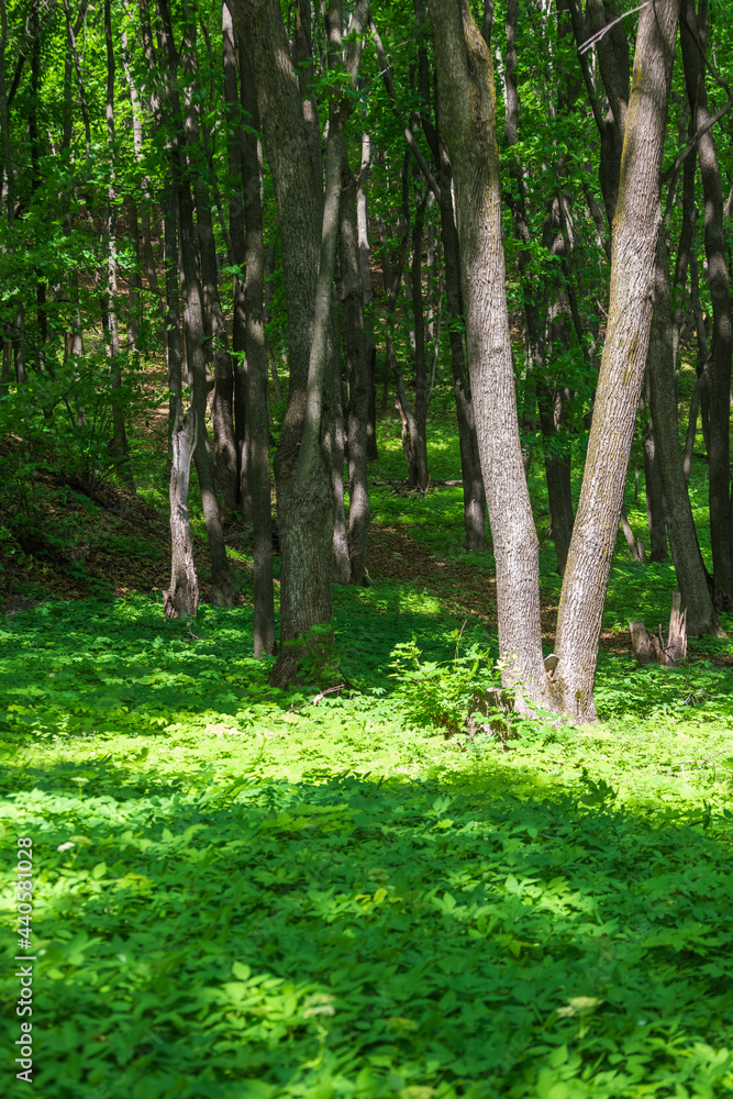 Mystical green forest in the national park. Mystical green forest in the national park.
