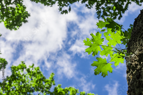 Bright maple leaves on a tree trunk against a bright blue sky.