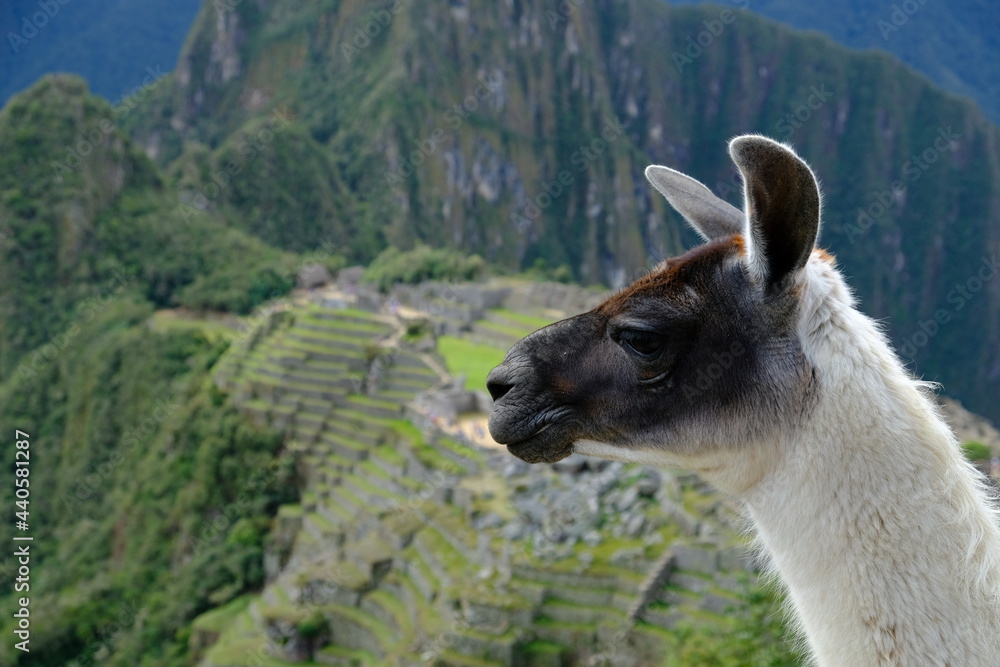 Fototapeta premium Peru Machu Picchu - Llamas of Machu Picchu