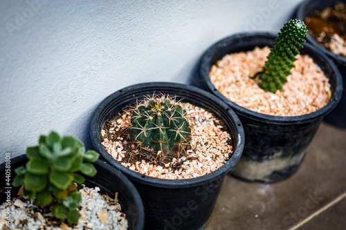 cactus in a pot