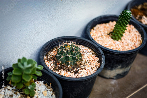 cactus in a pot