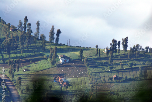 Landscape Pine tree forests and a little house in the morning with many fog and sunlight on the pine tree at cemero lawang of Bromo tengger semeru national parks , Indonesia - Green nature  photo