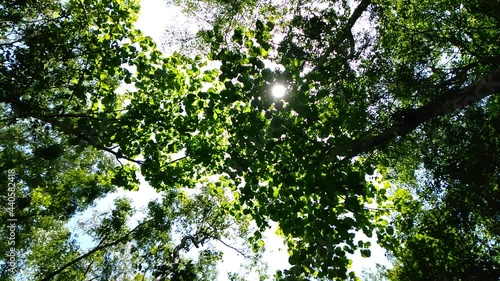leaves in the sun