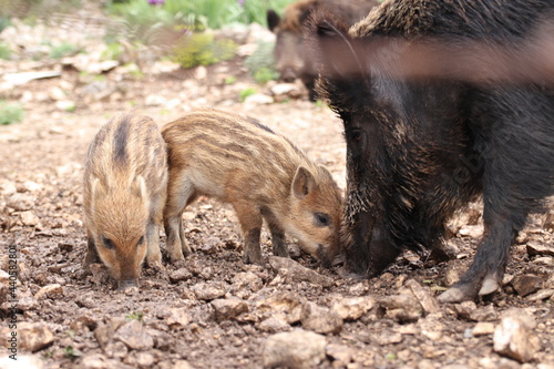 wild boar family