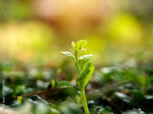 Close up Eukien tea leaves with blur background. photo