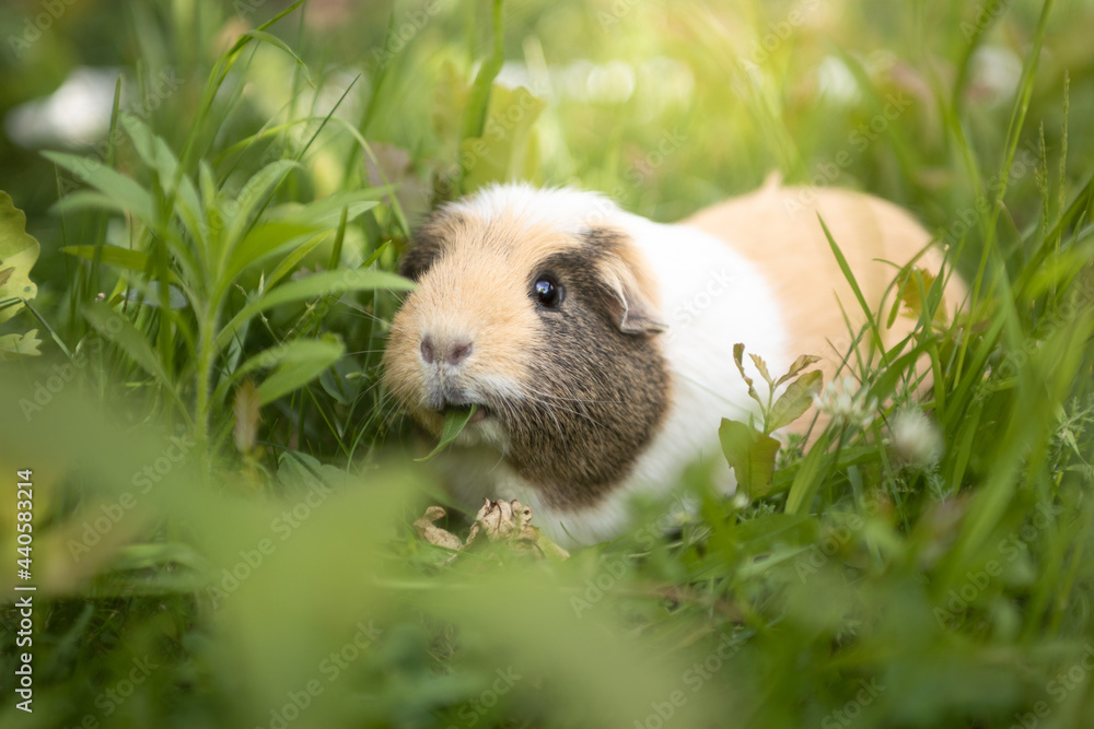 Fototapeta premium Meerschweinchen frisst Wiese