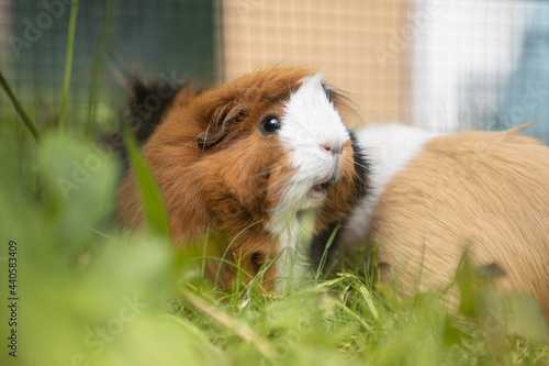 Buntes Meerschweinchen mit offenem Mund