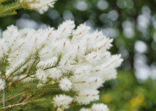 白いフワフワのティートゥリー