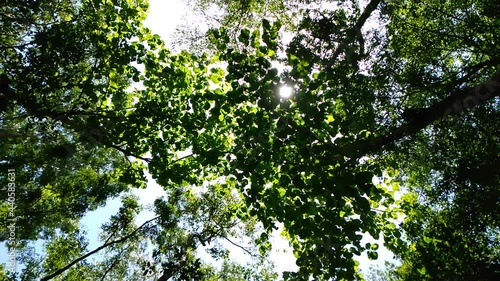 tree in the forest