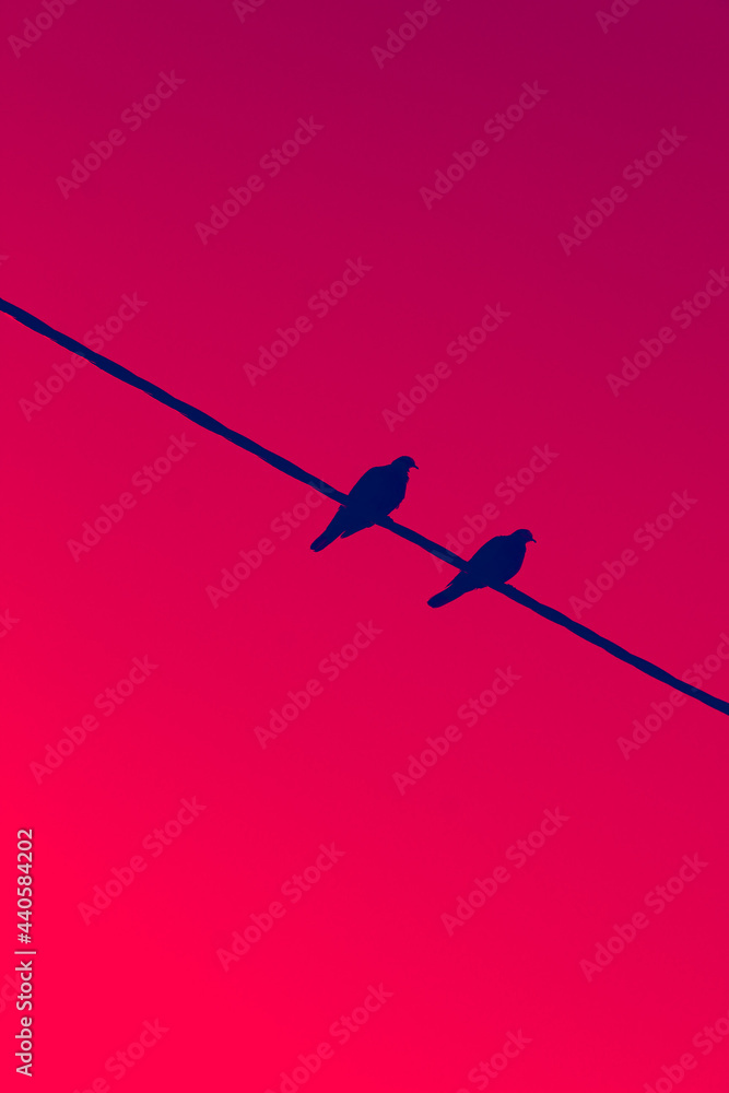 silhouette of birds on a wire with pink and purple background silhouette of birds on a wire with pink and purple background