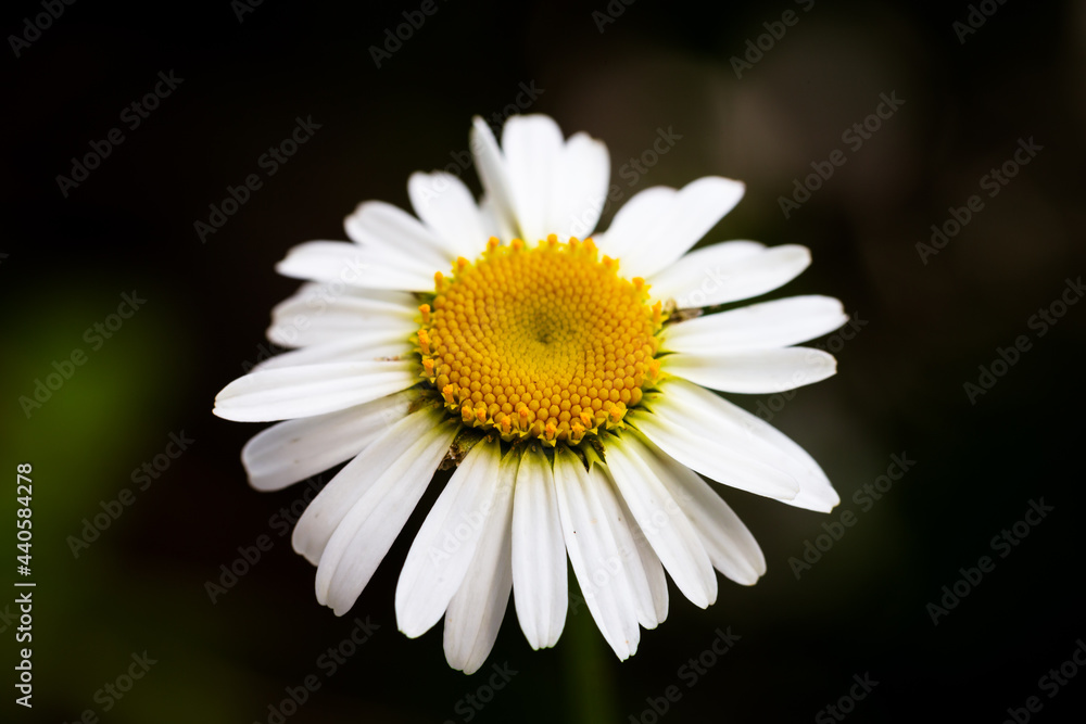 Blumen und Pflanzen im Wald Macrofotografie Blumen und Pflanzen im Wald Macrofotografie