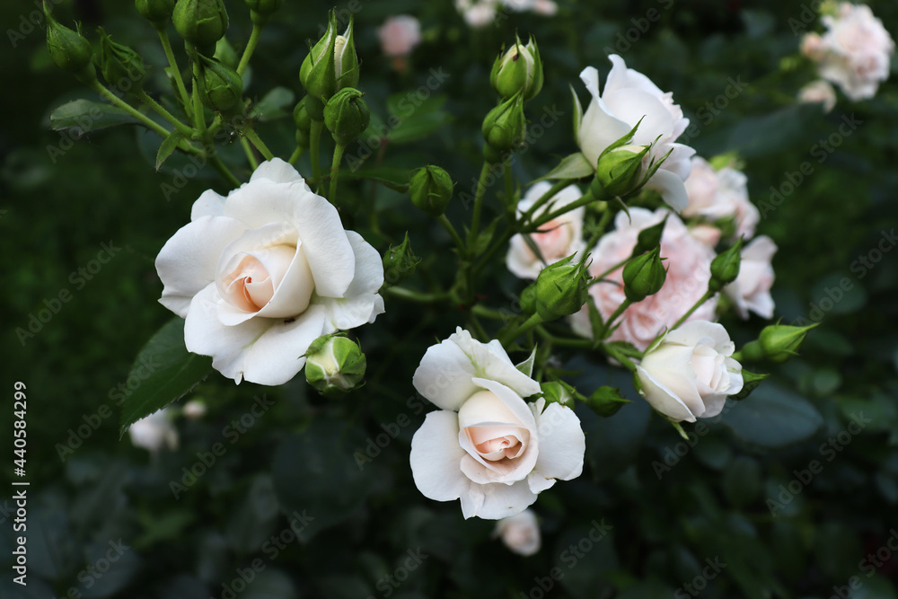 Delicate romantic white flowers on green branch Delicate romantic white flowers on green branch