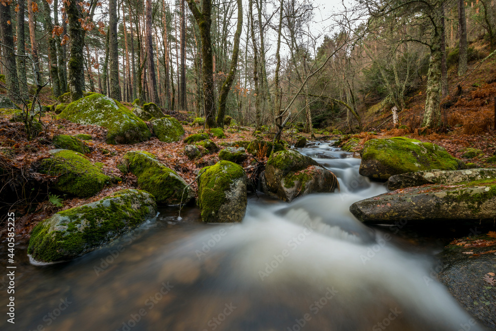 Stream running through a European forest with moss covered stones and fallen leaves