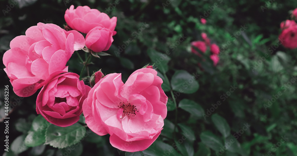 Obraz premium Beautiful garden with pink delicate flowers