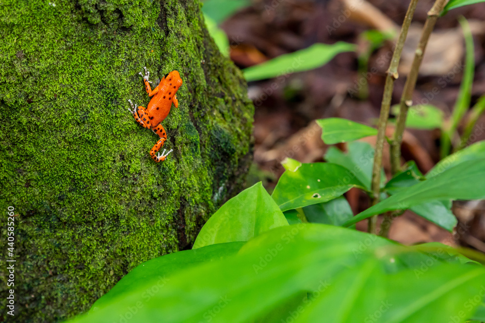 Red Frog in Panama. A red strawberry poison-dart frog at the Red Frog  Beach, Bastimentos Island. Bocas del Toro, Central America. Panama. Stock  Photo | Adobe Stock