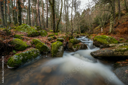 Stream running through a European forest with moss covered stones and fallen leaves