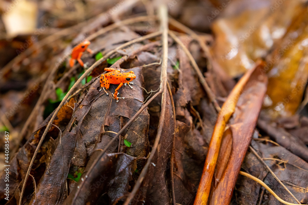Red Frog in Panama. A red strawberry poison-dart frog at the Red Frog Beach, Bastimentos Island. Bocas del Toro, Central America. Panama. Red Frog in Panama. A red strawberry poison-dart frog at the Red Frog Beach, Bastimentos Island. Bocas del Toro, Central America. Panama.