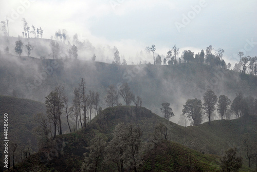 Valley trees with misty or fog in the forest mountain at kawah ijen volcano , indonesia - Landscape nature in the morning abstract nature arrange hill 