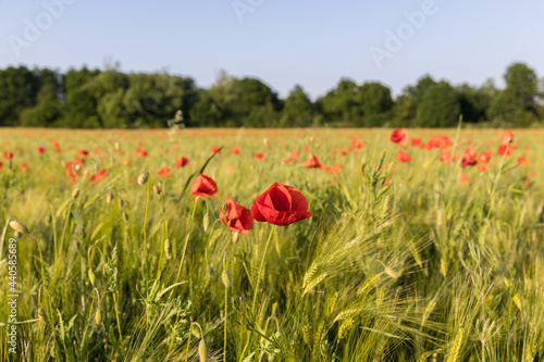 field of blooming wild poppies in cereal crops