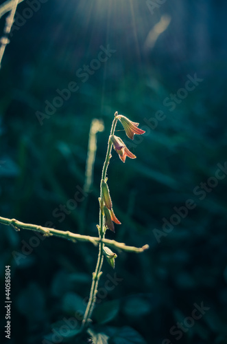 Small flower in the sunlight