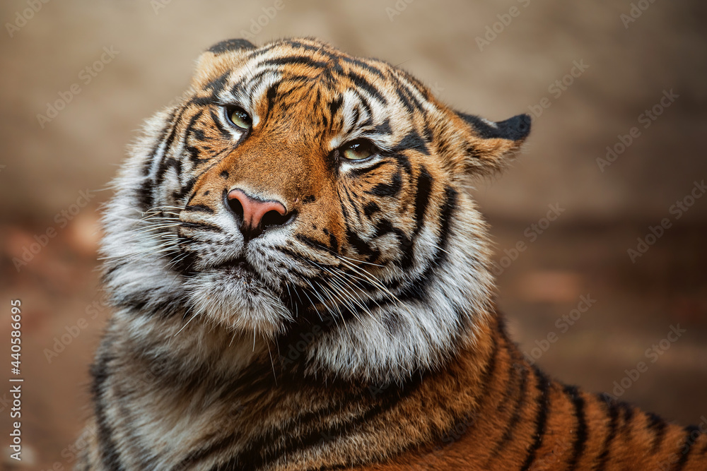 Naklejka premium portrait of a tiger