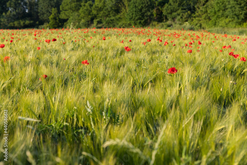 field of blooming wild poppies in cereal crops